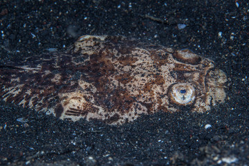 A Reticulate Stargazer, Dactyloscopus foraminosus, camouflages itself in the black sand seafloor of Lembeh Strait, Indonesia.