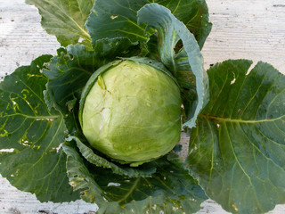 Fresh green organic cabbage.