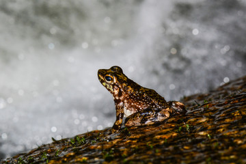 Waterfall frog, rainforest, Picinguaba, Ubatuba, São Paulo, Brazil