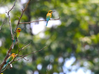 Green Bee eaters standing on branch.