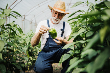 Happy and smiling senior man working in greenhouse.