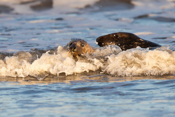 Fototapeta premium Grey seals in water at sunset splashing waves