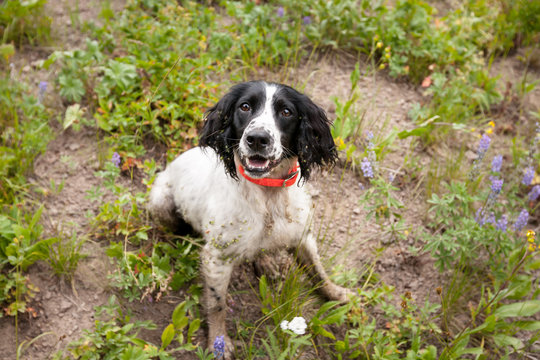 dog in wildflowers