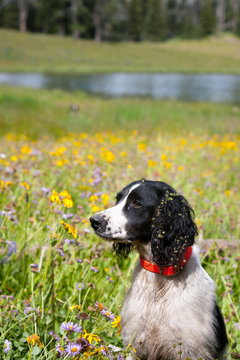 dog in wildflowers