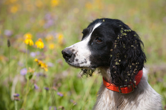 dog in wildflowers