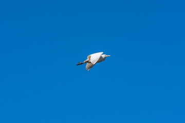 cattle egret flying