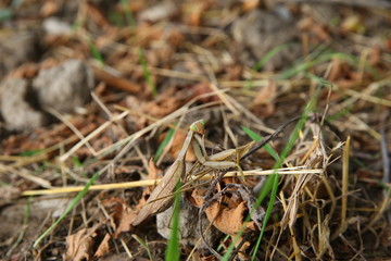 European mantis religiosa sitting on grass . European Mantis clinging to a stalk of grass . The green grasshopper looks at the camera.