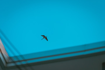 Alone a bird in the sky