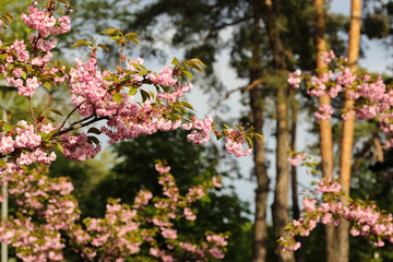 Japanese sakura blossom in spring