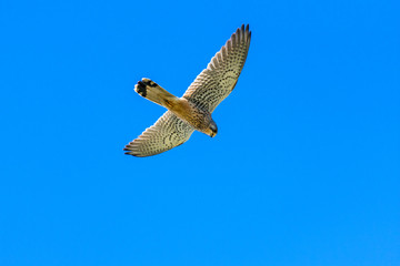 hawk flying