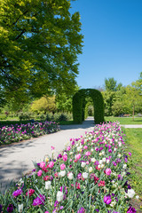 tulip flower bed and walkway in the Rosengarten park, district Untergiesing in munich