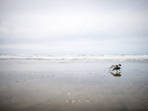 dogs running on a beach