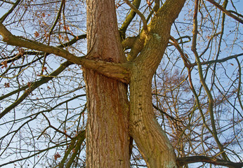 Two entangled bare trees against a blue sky
