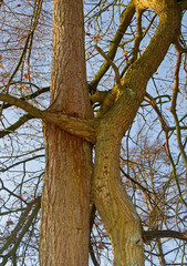 Two entangled bare trees against a blue sky