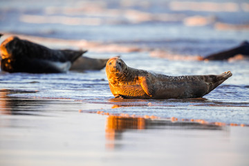Grey seals in water at sunset splashing waves