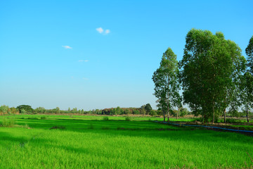 green farmland full of green rice leaves and big tree on the right and sunlight of evening