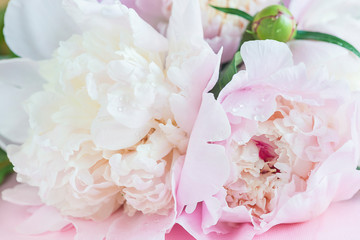 Pink peonies with waterdrops close up