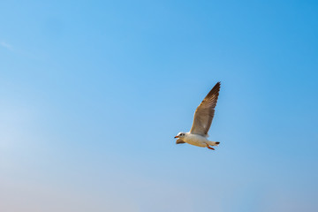 Obraz premium Seagull flying on the sea in Thailand