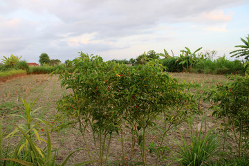 Fototapeta na wymiar Chilli plants that grow in the village