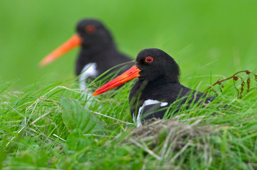 Austernfischer Haematopus ostralegus