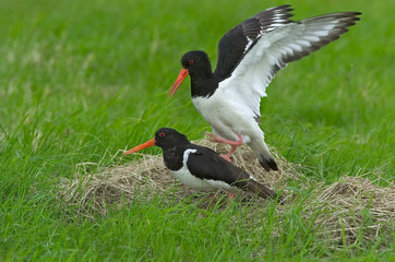 Austernfischer Haematopus ostralegus