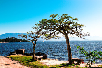 árvore, mar, Ilha de Paquetá