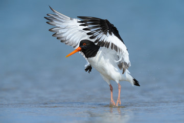 Austernfischer Haematopus ostralegus
