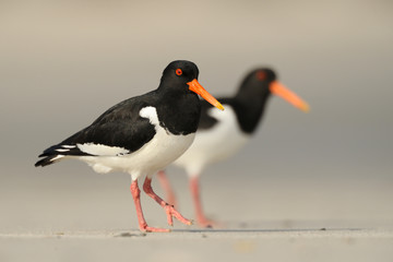 Austernfischer Haematopus ostralegus