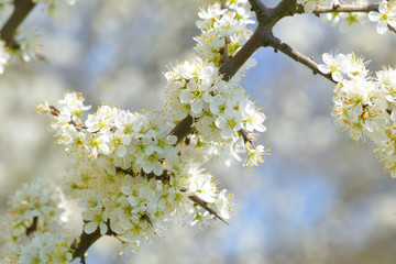  Schlehdorn (Prunus spinosa) im Frühjahr
