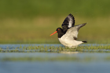 Austernfischer Haematopus ostralegus
