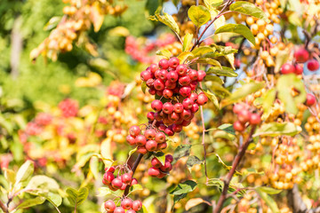 Red fruits of Pyracantha crenatoserrata, a species of Firethorn. It is a short shrub. It is cultivated for its decorative bright red pome fruit