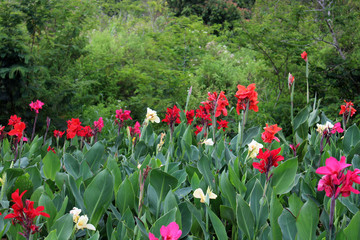 Obraz premium A variety of colorful flower plants in a recreational park