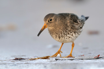 Meerstrandläufer Calidris maritima