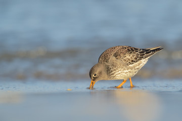 Meerstrandläufer Calidris maritima