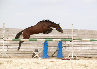 Training a young horse to free jump  in the arena