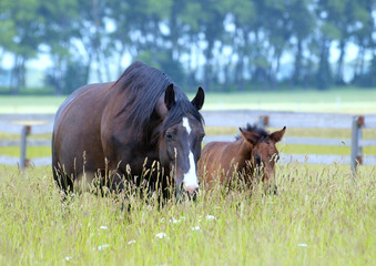 Massive mare with a foal walks down the paddock with high grass