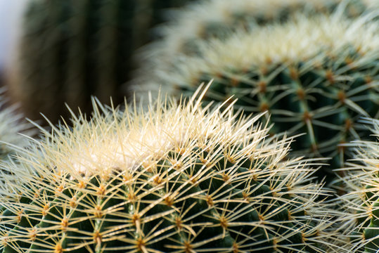 Ball cactus, (genus Parodia), genus of 60&ndash;70 species of cacti (family Cactaceae) native to the grasslands of South America.