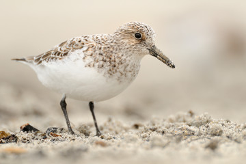 Sanderling Calidris alba