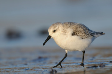 Sanderling Calidris alba