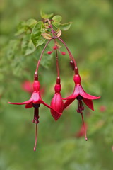 rote Fuchsienblüten - Fuchsia