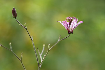 Krötenlilie - Tricyrtis formosana