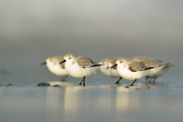 Sanderling Calidris alba