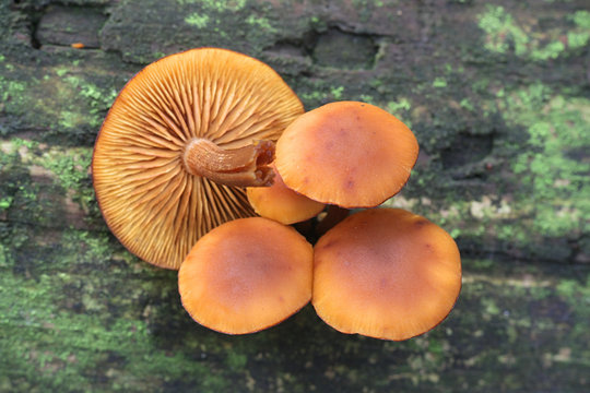 Gymnopilus picreus, a rustgill mushroom from Finland