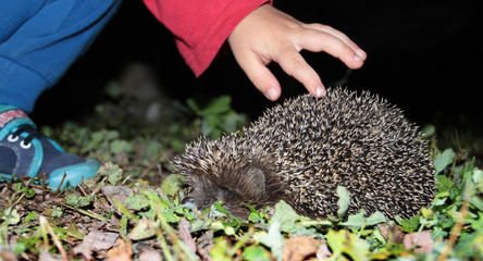 Baby haThe hand of the baby touches the hedgehog by the needlend stroking hedgehog