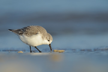 Sanderling Calidris alba