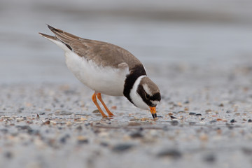 Sandregenpfeifer Charadrius hiaticula