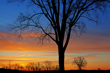 Landscape of bare trees in a winter landscape silhouetted against a colorful dawn sky, Fort Custer State Park, Michigan, USA