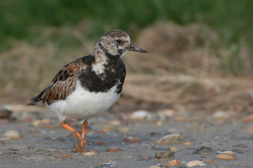 Steinwälzer Arenaria interpres