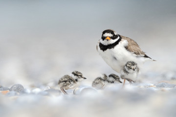 Sandregenpfeifer Charadrius hiaticula