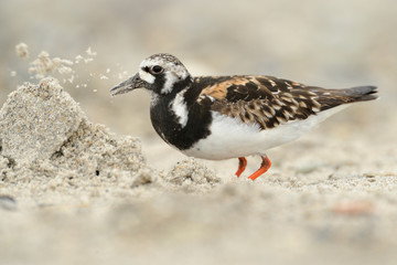 Steinwälzer Arenaria interpres